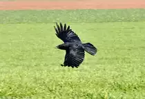 Rabe kurz nach dem Start von einer Wiese bei Rheinbach - 10.12.2013