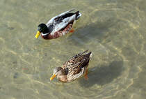 Stockentenpaar im Rhein in Neuwied - 04.03.2014