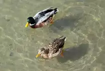 Stockentenpaar im Rhein in Neuwied - 04.03.2014