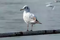 M�we am Rhein in Neuwied - 04.03.2014