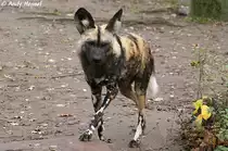 Der Afrikanische Wildhund ist der gr��te Wildhund der afrikanischen Savanne.