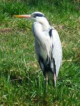 Frankreich, Lothringen, Saarkanal, Schleuse 29, Graureiher. 08.03.2014