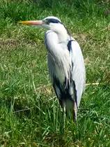 Frankreich, Lothringen, Saarkanal, Schleuse 29, Graureiher. 08.03.2014
