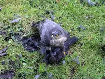 Sperber  Accipiter nisus  am 30.01.2013 �ber seiner Beute.