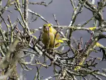 Gr�nling  Carduelis chloris  am 14.02.2013.