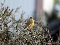 Grnling  Carduelis chloris  am 14.02.2013.