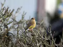 Gr�nling  Carduelis chloris  am 14.02.2013.