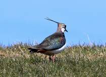 Kiebitz am 25.03.2013 in der Wesermarsch am Deich.