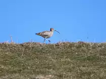 Gro�er Brachvogel  Numenius arquata  am 27.03.2013 in der Wesermarsch am Deich.