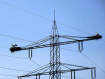 Die Strche sind zurck aus dem Winterquartier, Rheinebene im Mrz 2014