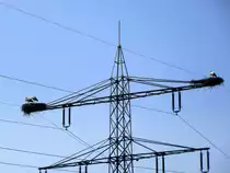 Die St�rche sind zur�ck aus dem Winterquartier, Rheinebene im M�rz 2014