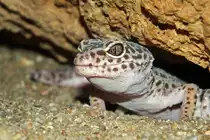 Leopardgecko