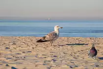 Bei der Aufnahme einer jungen Silberm�we schob sich eine l�stige Taube immer wieder mit ins Bild. - 12.03.2014