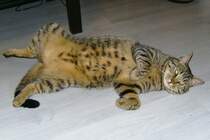  Johnny D.  der fertige Kater - er hat nur Unsinn im Sinn - aber ich liebe ihn ber alles ! :-))