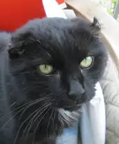 Das ist  Gl�ckchen  mein Kein-Ohr-Kater, den ich leider letzten Oktober �ber die Regenbogenbr�cke gehen lassen musste - er fehlt !