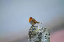 Aufgeplustertes Rotkehlchen. - 24.03.2014
