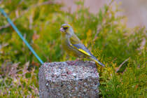 Grimmig dreinschauernder Grnfink. - 25.03.2014