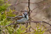 Spatzenm�nnchen auf einem Hagebuttenzweig. - 25.03.2014