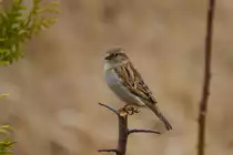 Spatzenweibchen beobachtet ein Spatzenm�nnchen, der auf einem Hagebuttenzweig sitzt. - 25.03.2014