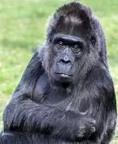 Flachlandgorilla  Fatou  geb. 1957