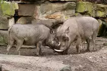 2 Warzenschweine bei einer kleinen Auseinandersetzung.
