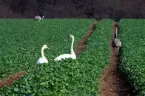 H�ckerschw�ne und Nandus teilen sich ein Rapsfeld bei Utecht (NWM); 24.03.2014