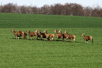 Ein Rudel Rotwild auf einem Feld bei Boitin-Resdorf (NWM); 24.03.2014