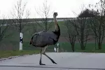 Ein Nandu-Hahn stolziert �ber die Kreisstra�e zwischen Rieps und Thandorf; 25.03.2014