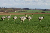 Eine Gruppe Nandus auf einem Feld bei Rieps (NWM). Die Gruppe besteht aus zwei Hhnen und sechs Hennen; 25.03.2014