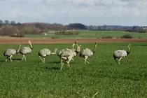 Eine Gruppe Nandus auf einem Feld bei Rieps (NWM). Die Gruppe besteht aus zwei H�hnen und sechs Hennen; 25.03.2014