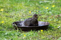 Eine Amsel badet in unserem Garten; 27.03.2014