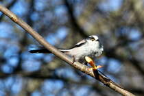 Eine Schwanzmeise am Schweriner See; 27.03.2014