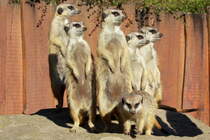 Ermnnchen im Schweriner Zoo; 27.03.2014