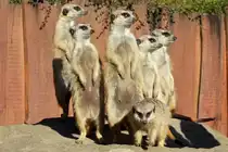 Erm�nnchen im Schweriner Zoo; 27.03.2014