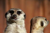 Erdmnnchen im Schweriner Zoo; 27.03.2014