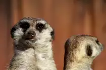 Erdm�nnchen im Schweriner Zoo; 27.03.2014