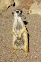 Ein Erdm�nncehn im Schweriner Zoo; 27.03.2014