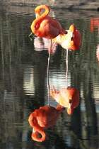 Flamingos im Schweriner Zoo; 27.03.2014