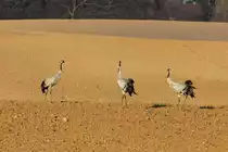 Kraniche auf einem Acker bei Gro� Siems (NWM); 27.03.2014