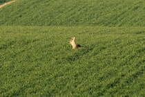 Ein Reh liegt in einem Rapsfeld bei Gro Siems; 27.03.2014