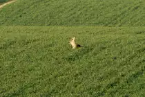 Ein Reh liegt in einem Rapsfeld bei Gro� Siems; 27.03.2014