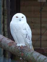 Schnee-Eule in einer der Volieren im Grugapark Essen (NRW, Mrz 2014)