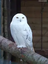Schnee-Eule in einer der Volieren im Grugapark Essen (NRW, M�rz 2014)