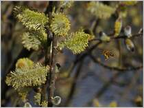 Fleissige Nektarsammlerin.
(19.03.2014)