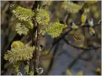 Fleissige Nektarsammlerin.
(19.03.2014)