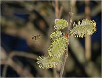 Emsiges Bienchen
(19.03.2014)