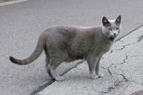 Nicht nur Nachts sind manche Katzen grau...

7.10.13