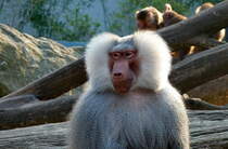 Mantelpavian (Papio hamadryas), ein Mnnchen. Foto:Zoologischer Garten Berlin, 30.03.2014 