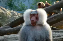 Mantelpavian (Papio hamadryas), ein M�nnchen. Foto:Zoologischer Garten Berlin, 30.03.2014 