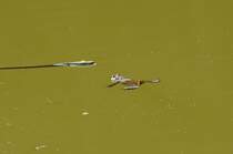 Dieses Krtenmnnchen hat leider kein paarungswilliges Weibchen mehr abbekommen und ist von der Vermehrung ausgeschlossen.....frustriert schwimmt der Gute zum Stock um sich zu wrmen und bei der nchsten paarungswtigen Krtendame huckepack auf zu klemmen.....30.3.2014